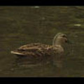 Thumbnail Royalty Free Stock Footage : Duck : NL00631