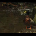 Thumbnail Royalty Free Stock Footage : Duck : NL00633