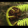 Thumbnail Royalty Free Stock Footage : Fern : NL00634