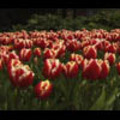 Thumbnail Royalty Free Stock Footage : Flowers : NL00638