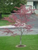 Thumbnail Small Red Tree