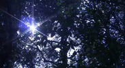 Thumbnail Sunbeam shining through branches of trees_02