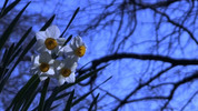 Thumbnail The narcissus(paper white) in the park of winter.