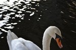 Thumbnail Swan