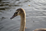 Thumbnail Swan