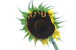Thumbnail Sunflower