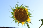 Thumbnail Sunflower