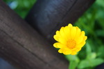 Thumbnail Yellow flower