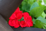 Thumbnail Red flower
