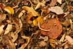 Thumbnail Leaves in autumn