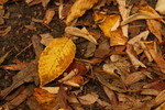 Thumbnail Leaves in autumn