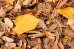 Thumbnail Leaves in autumn