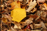 Thumbnail Leaves in autumn