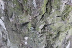 Thumbnail Bark