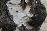Thumbnail Bark 3