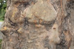 Thumbnail Bark 4