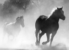 Horse, Royalty Free Stock Images