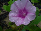 Thumbnail Morning Glory Close-Up