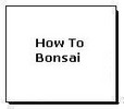*HOT!* Bonsai