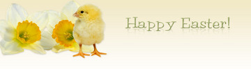 *HOT!* Easter Chick Wordpress Theme