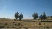 Thumbnail Grazing sheep on the hills in Morocco