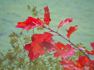 Thumbnail autumn Leaves Thumbnail autumn Leaves