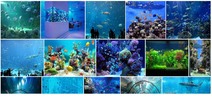 Thumbnail Aquarium Tank Instant Mobile Video Site (MRR)