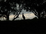 Thumbnail kangaroo
