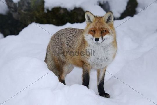 Red Fox (Vulpes vulpes) during mating season - Download Animals