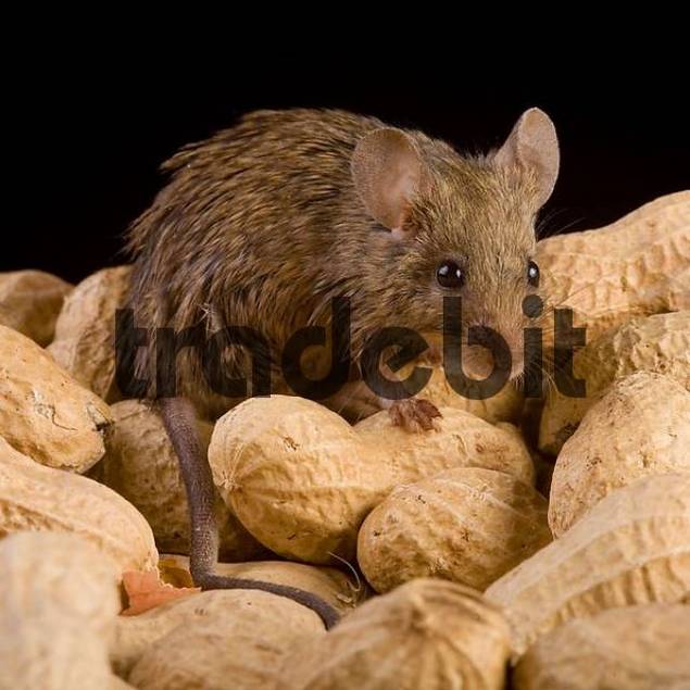 house mouse mus musculus with nuts Download Abstract