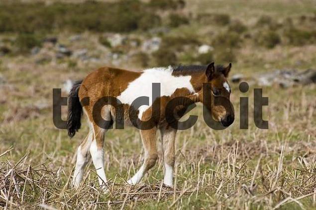 Pony foal Dartmoor National Park Devon England - Download ...