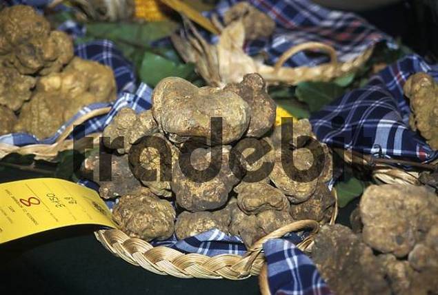 Asti Piemont Italien Trüffelmesse und Markt im November - Runt...