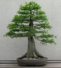 Thumbnail Growing Bonsai Thumbnail Growing Bonsai