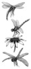 Thumbnail 3 x Tattoo flashes - Dragonflies