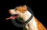 Thumbnail Dog Articles PLR