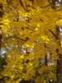 Thumbnail Fall Tree Leaves