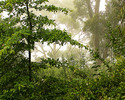 Thumbnail Mist In The Trees