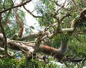 Thumbnail Twisted Gum Tree 1
