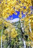 Thumbnail Beyond The Aspens