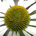 Thumbnail coneflower - echinacea