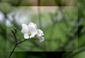 Thumbnail Apfelbluete - appleflower