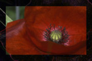 Thumbnail Mohn - poppy