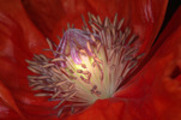 Thumbnail Leuchtender Mohn - bright poppy