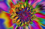 Thumbnail dahlias fantasy