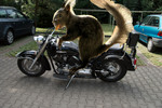 Thumbnail Squirrel on motorcycle - Eichhörnchen auf Motorrad
