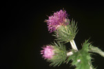 Thumbnail safflower