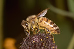 Thumbnail Honey Bee
