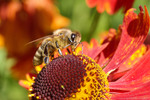 Thumbnail Honey bee on flower