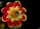 Thumbnail dahlia with bumble bee