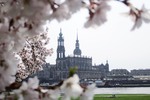 Thumbnail cherry blossoms and Hofkirche Dresden